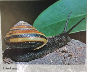 The Humboldt County Land Snail
